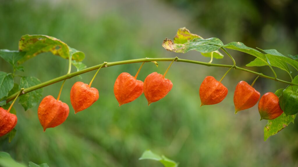 ground cherries