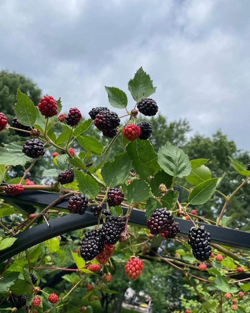 Blackberry (Rubus fruticosus)