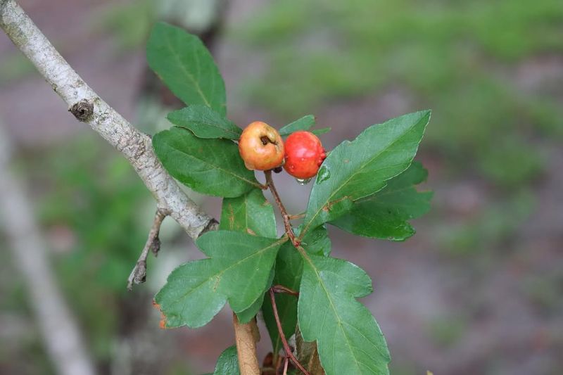 Mayhaw