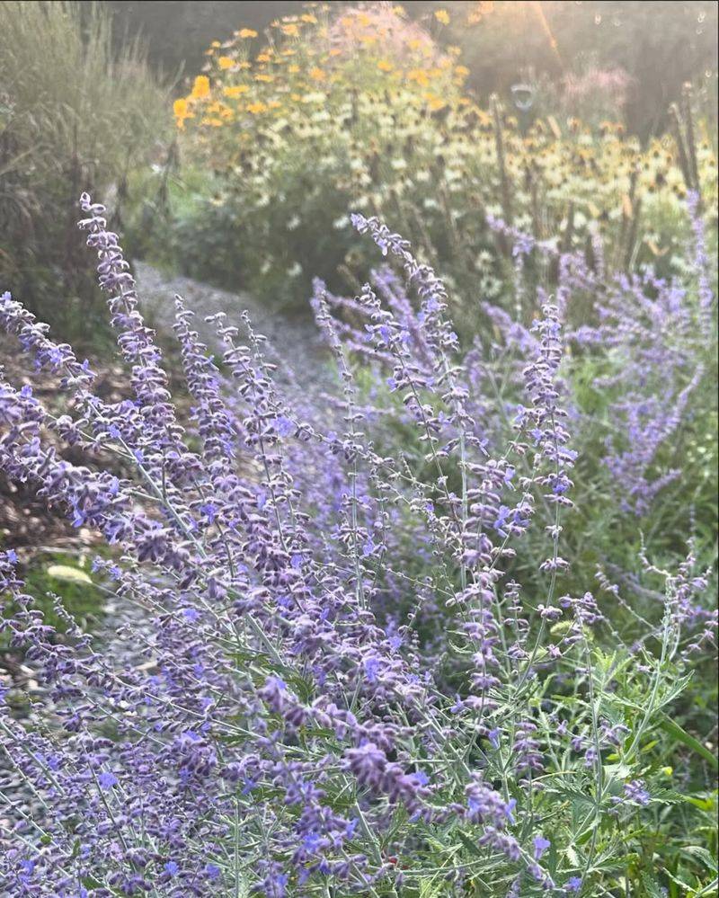 Russian Sage (Perovskia atriplicifolia)