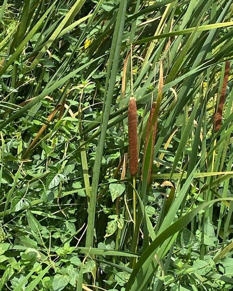 Cattail (Typha spp.) – The Survival Superfood