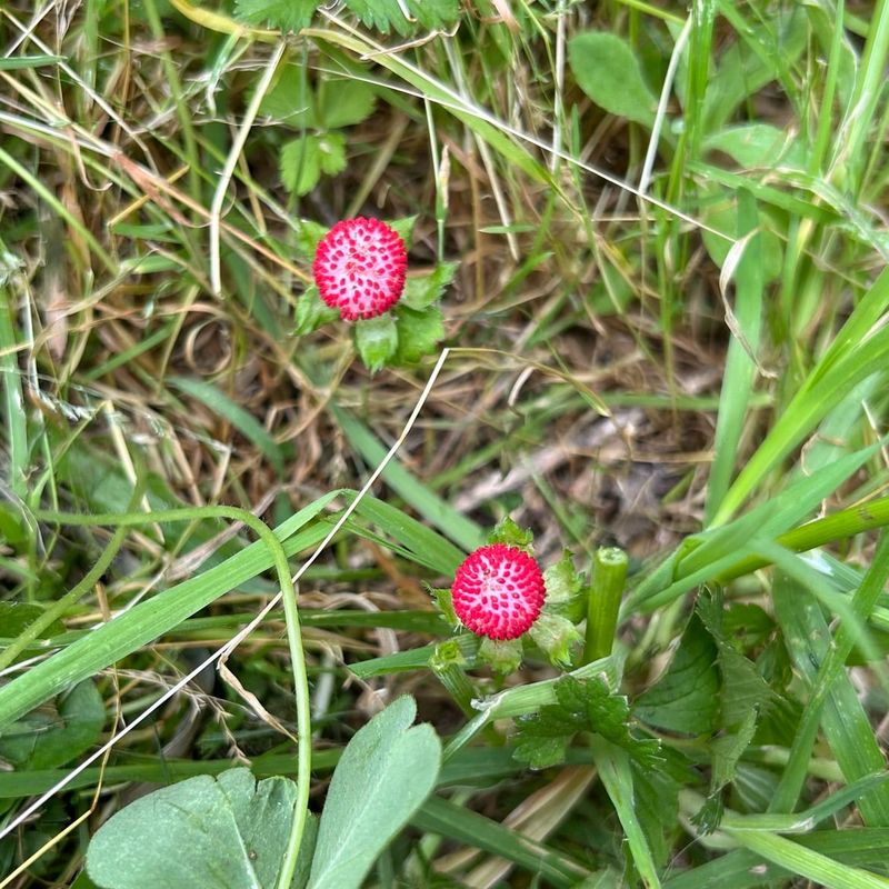 Wild Strawberry