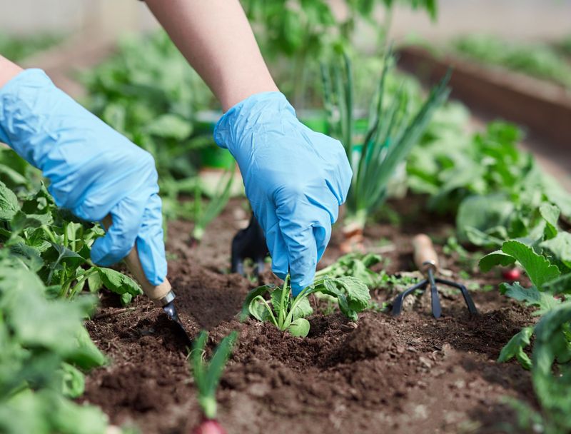 Rotate herbs annually to avoid soil depletion