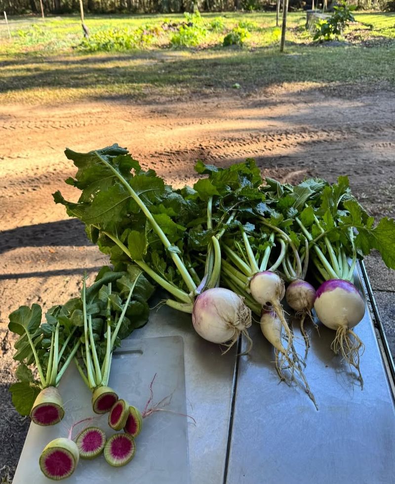 Radish