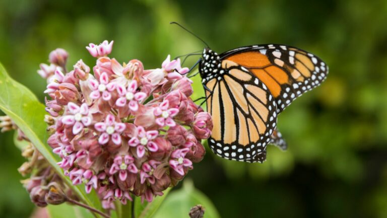 milkweed plant with butterfly