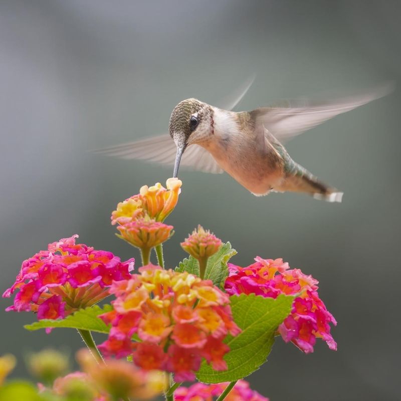 Attract hummingbirds with lantana