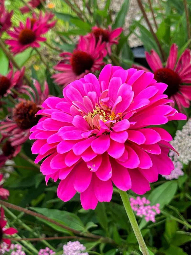 Attract hummingbirds with zinnias