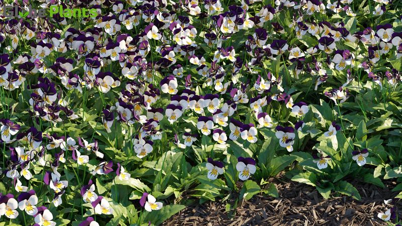 How To Plant Horned Viola As A Ground Cover