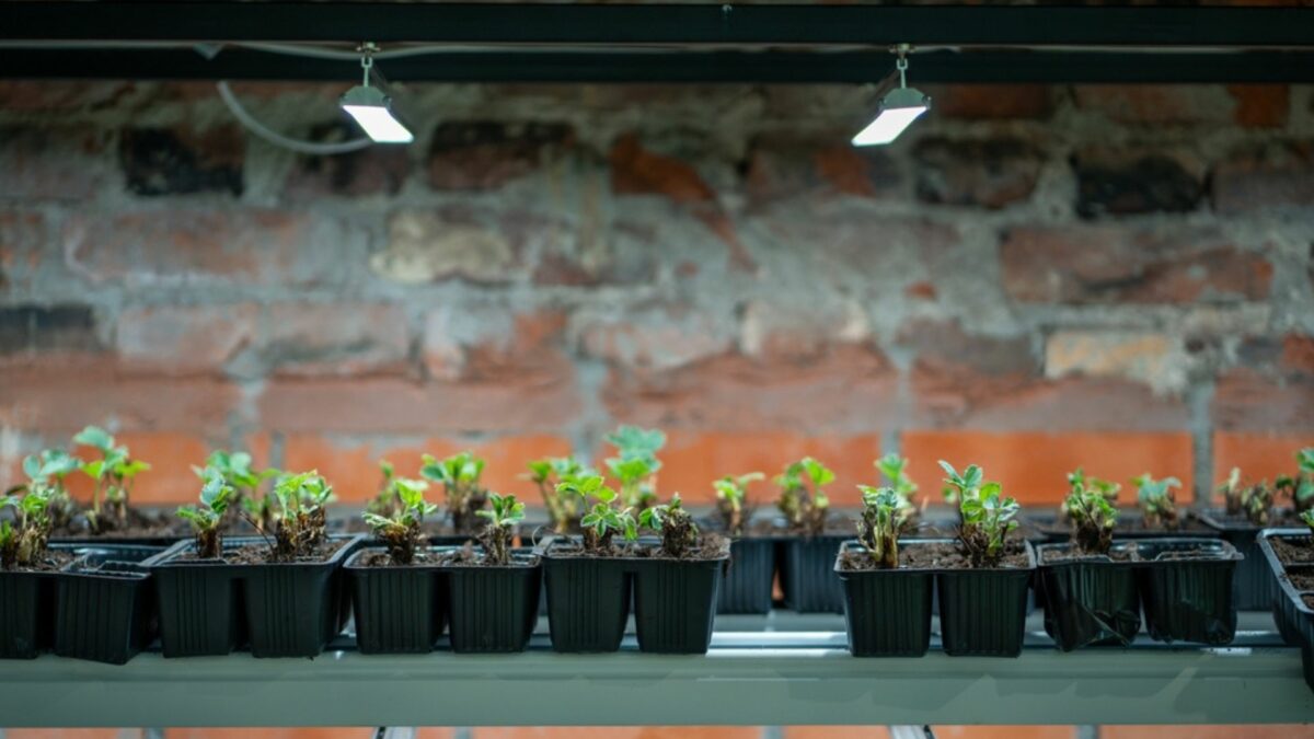 Growing Organic Berries From Seed Indoors For A Pesticide-Free Harvest ...