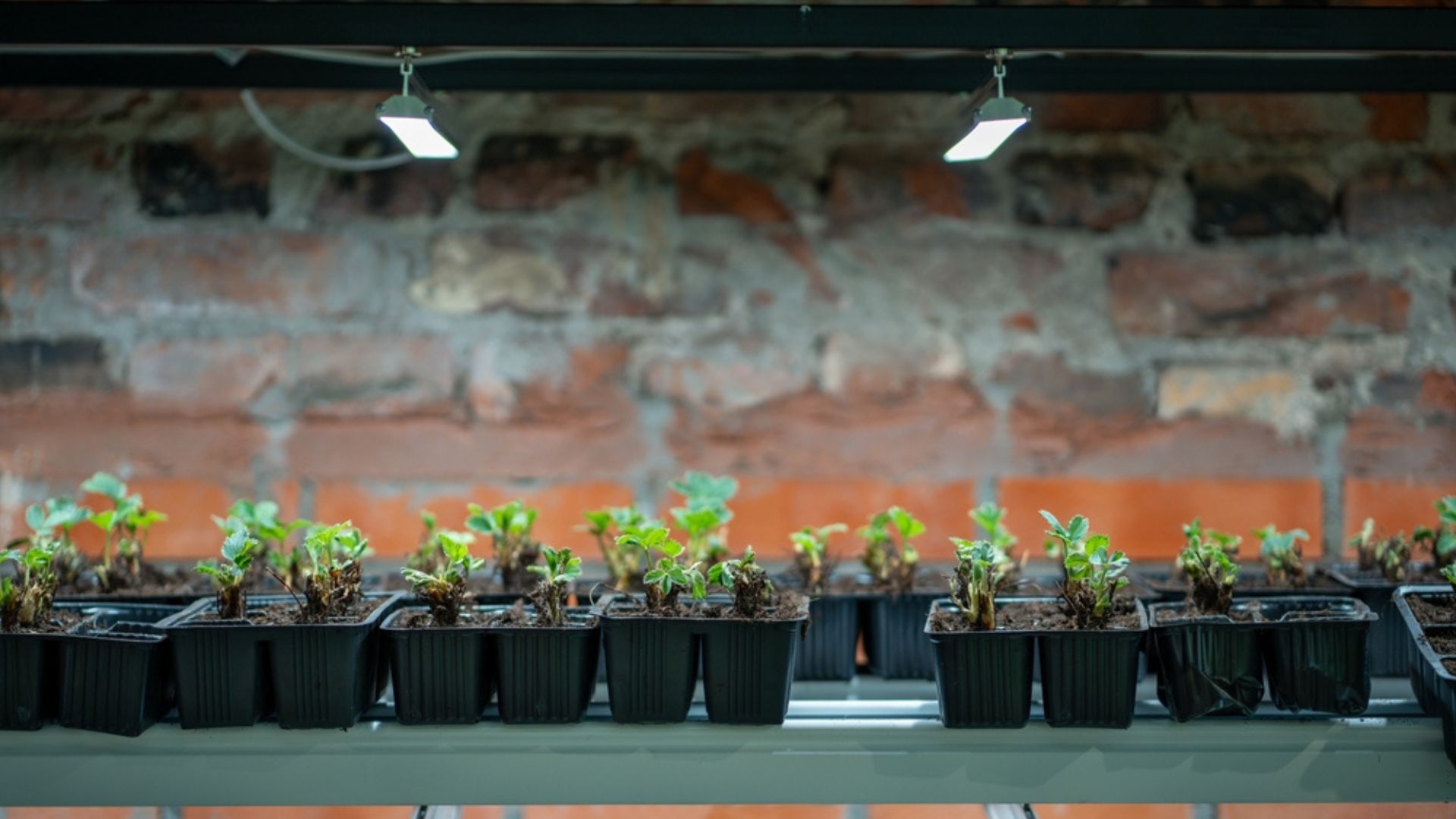 Growing Organic Berries From Seed Indoors For A Pesticide-Free Harvest – 26 Must-Know Tips