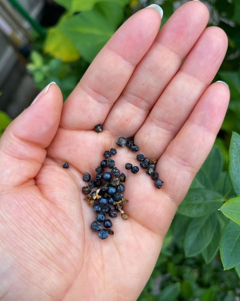 Selecting the Perfect Seed