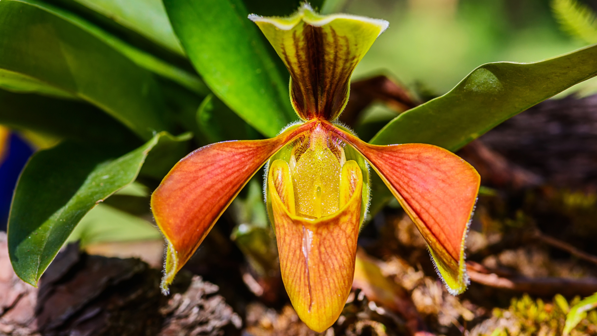 Paphiopedilum Orchid