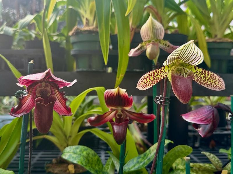 Understanding Paphiopedilum Orchids