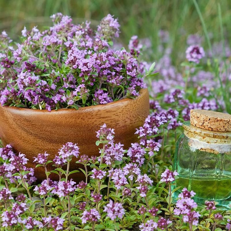 Beautiful flowers in summer