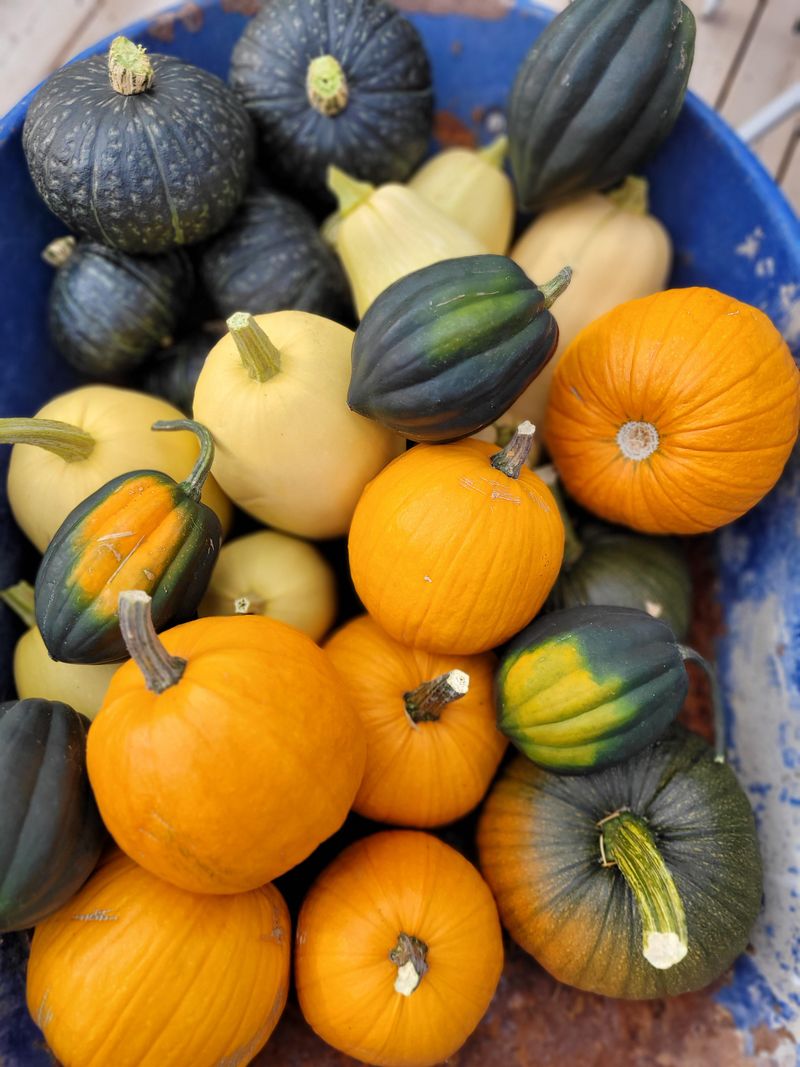 Harvest Timing