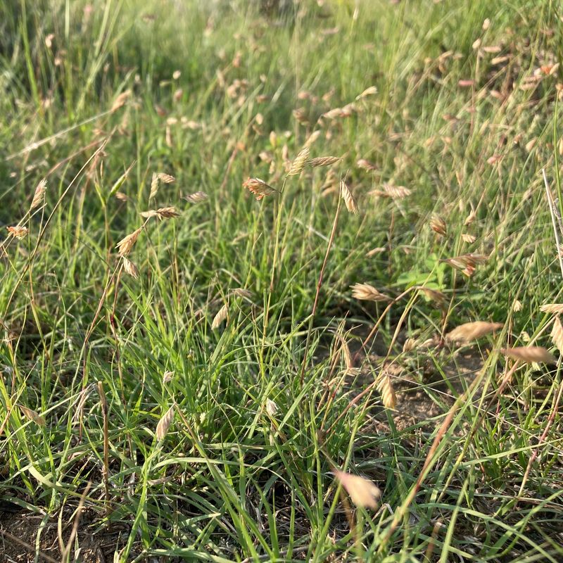 Buffalograss (Buchloe dactyloides)