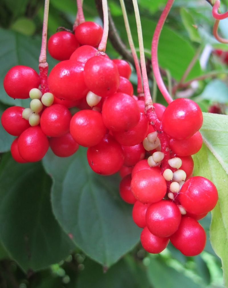 Schisandra (Schisandraceae)