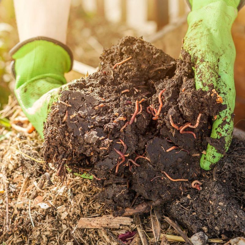 Vermicompost