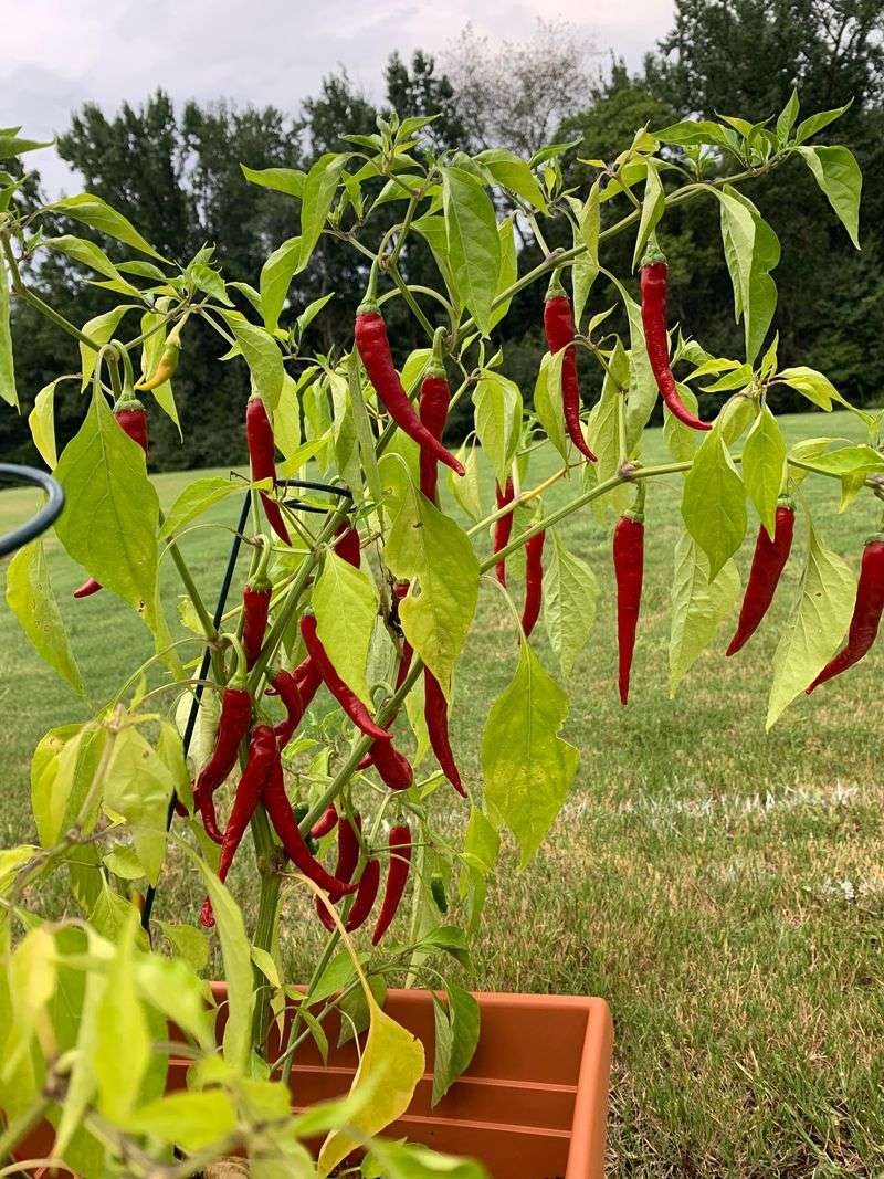 Cayenne Pepper