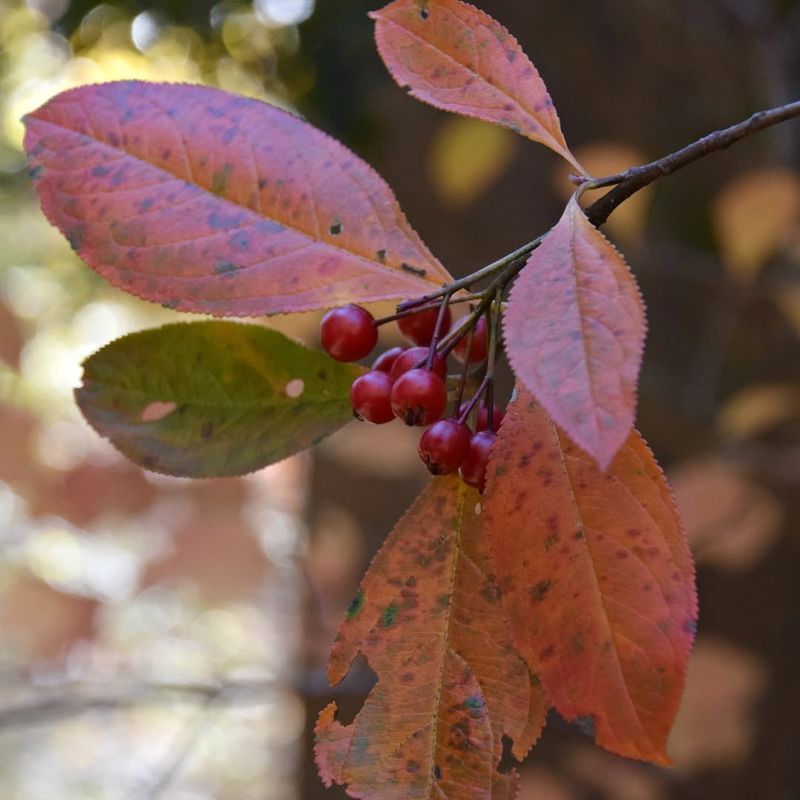 Chokeberry