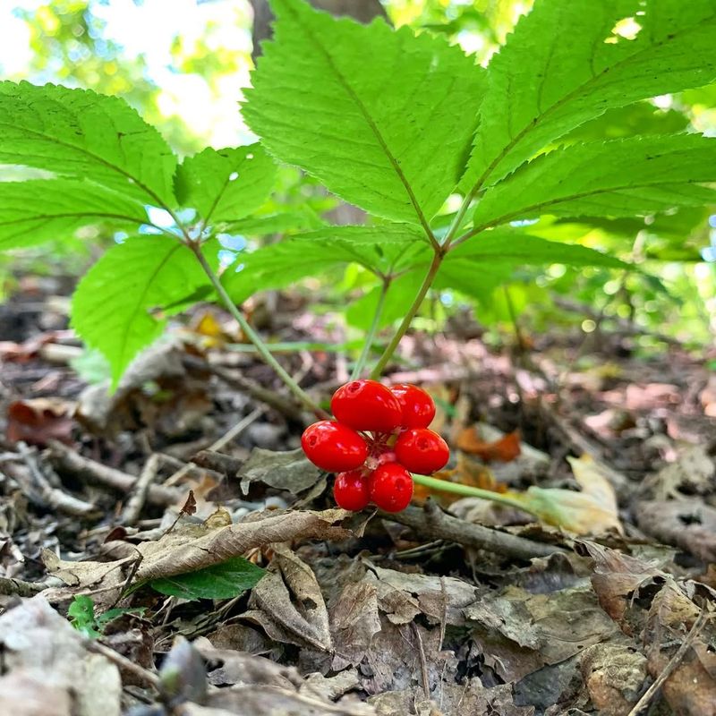 American Ginseng