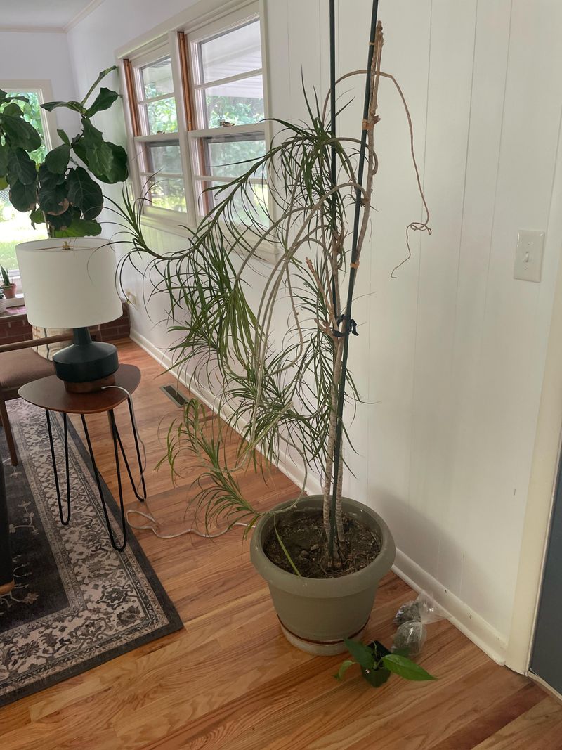 Supporting Tall Stems