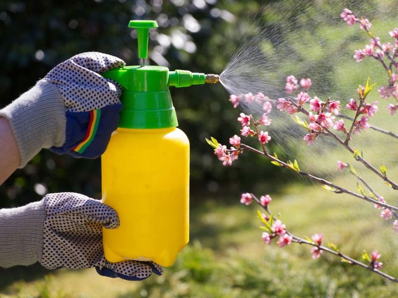 Spray cayenne pepper solution