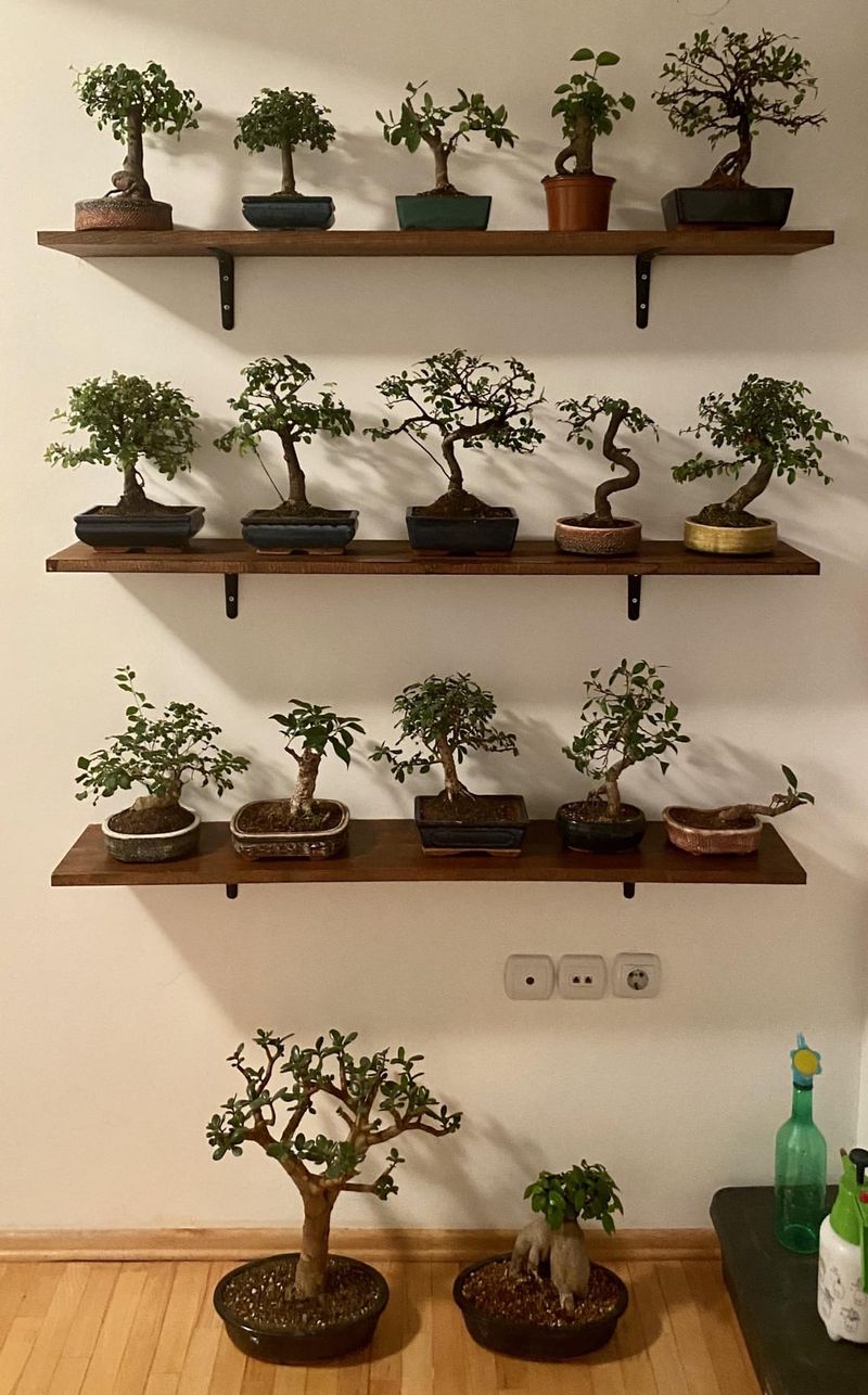 Mini Indoor Trees