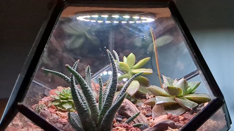 Solar-Powered Terrariums