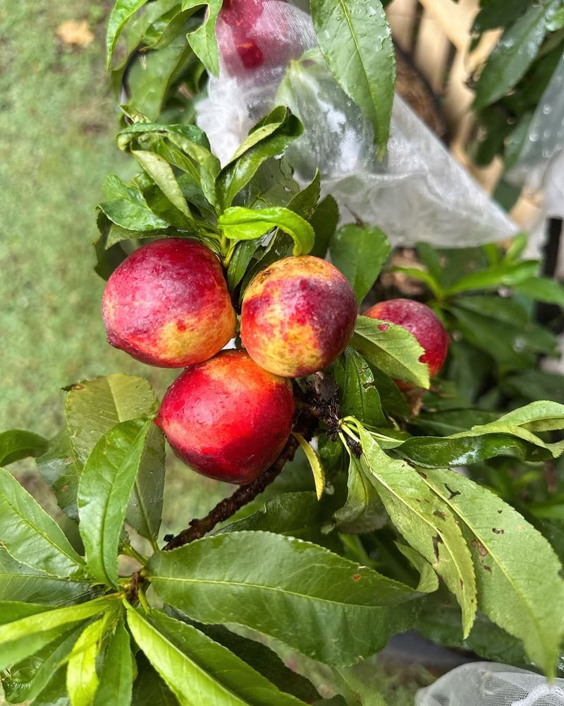 Container Fruit Trees