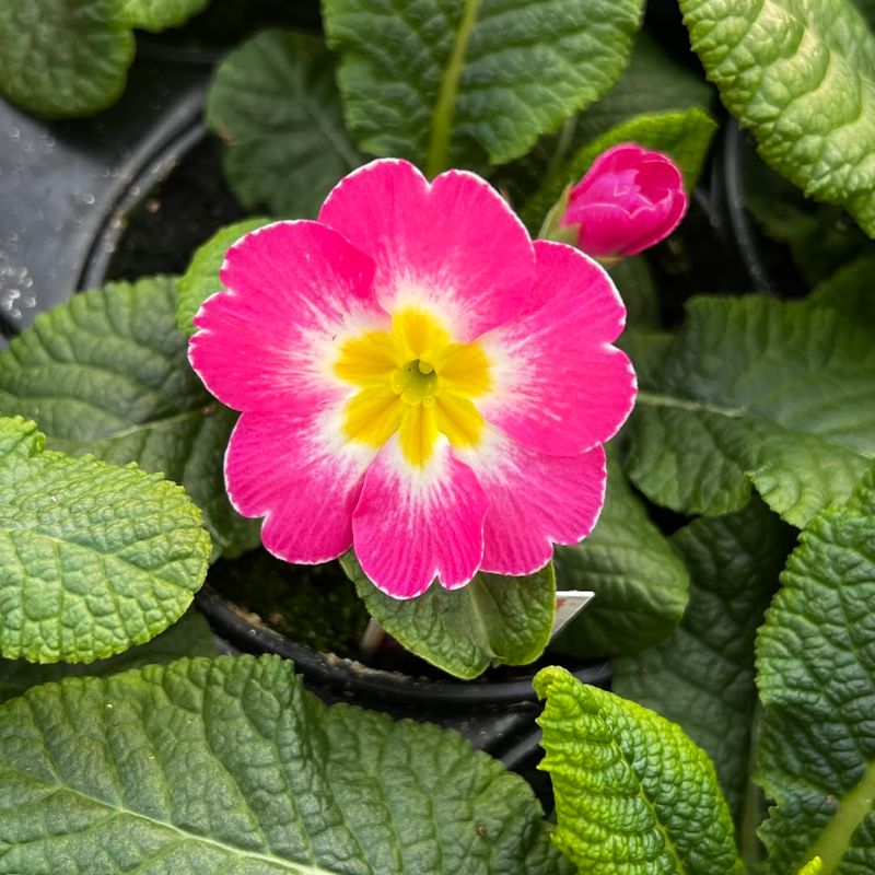 Primroses