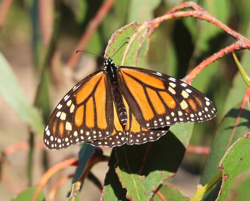 monarch butterfly feeding on milkweed flower