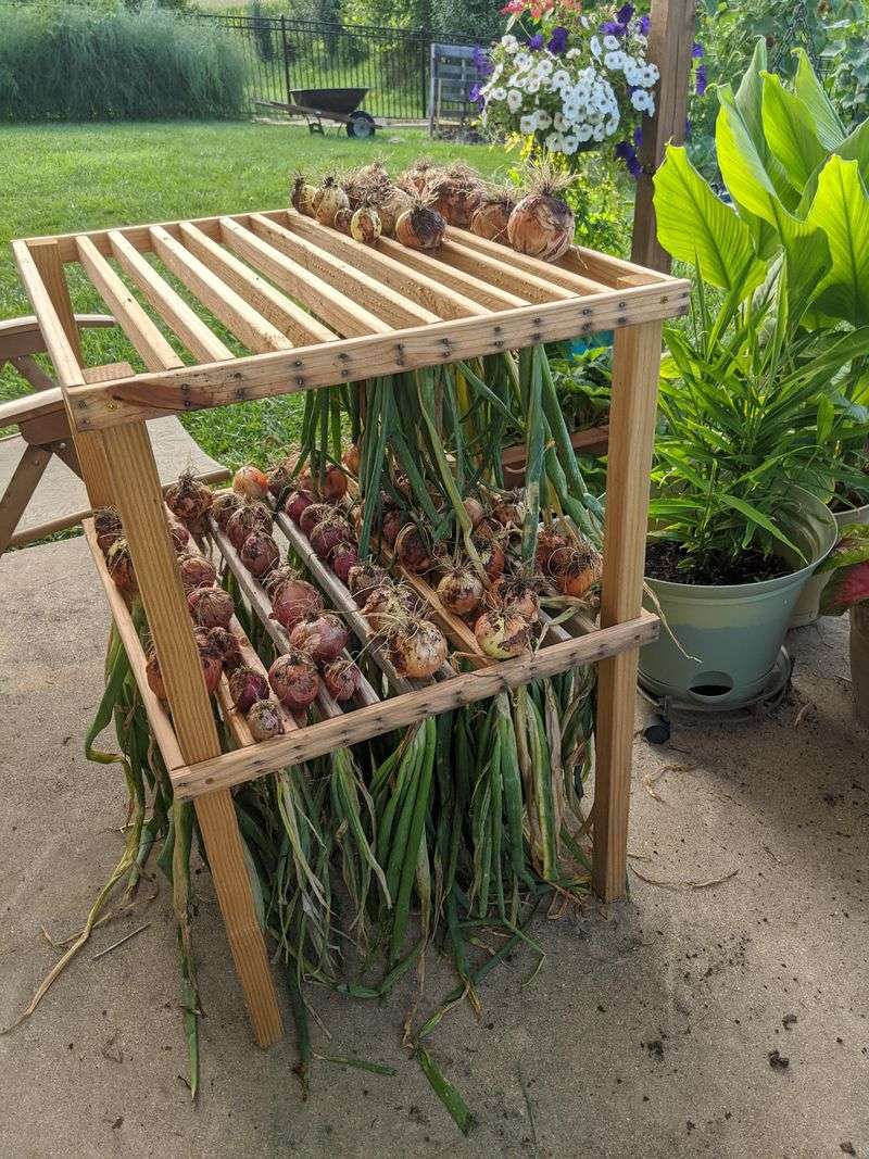 Cure Onions Post-Harvest