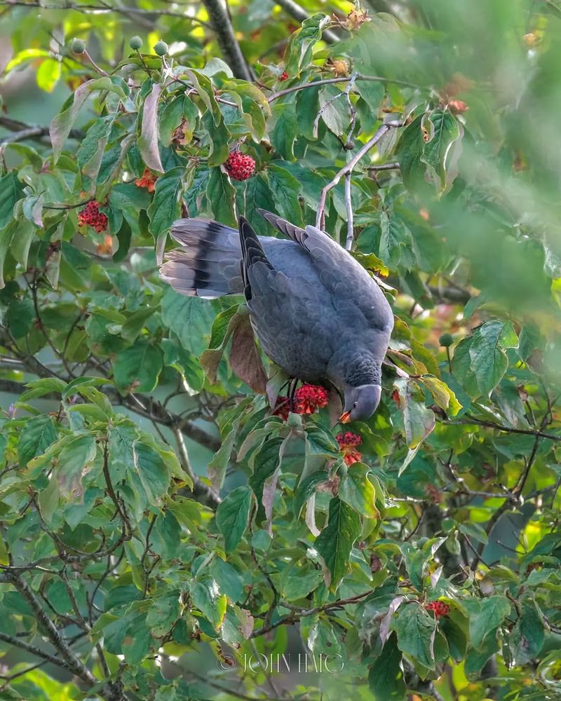 Passenger Pigeon Tree