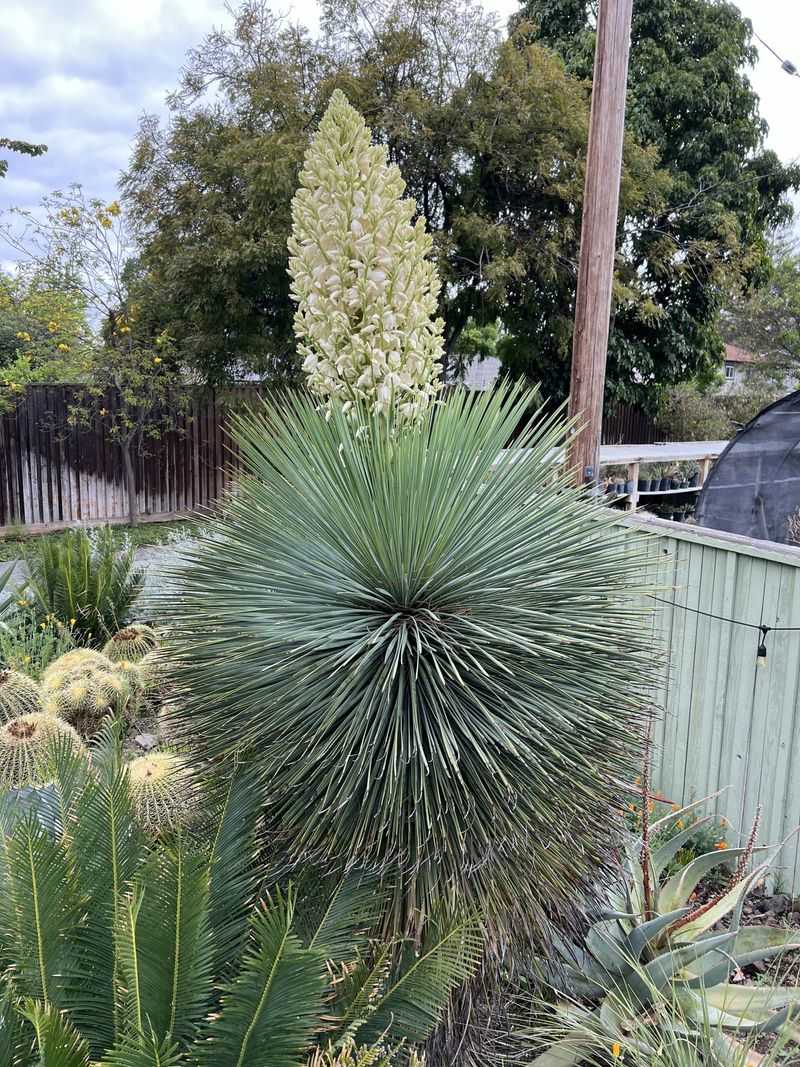 Yucca