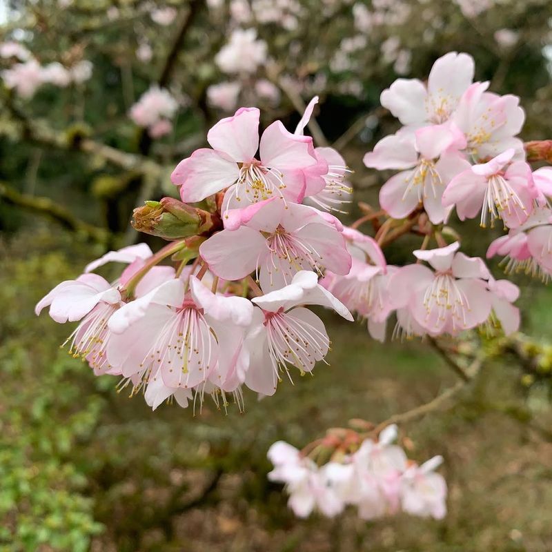 Sargent Cherry