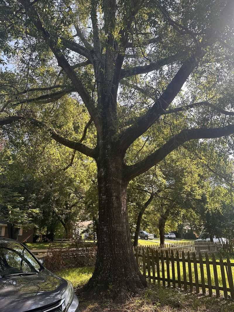 Oak