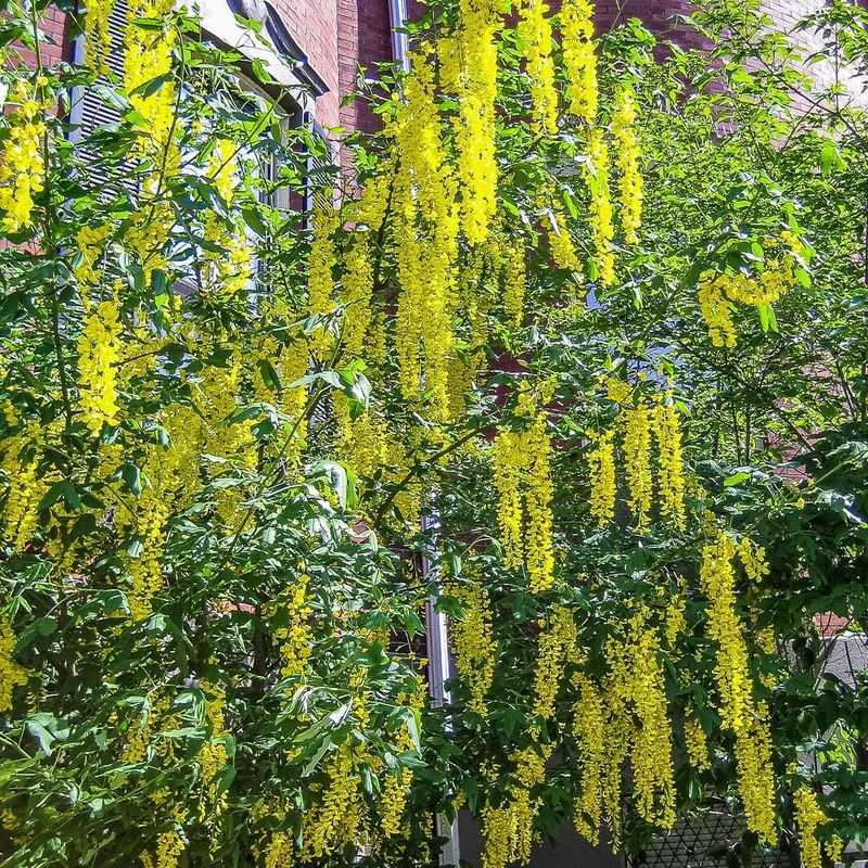 Golden Chain Tree (Laburnum x watereri)