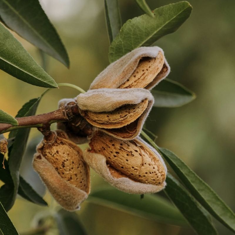 Almond (Prunus Dulcis)