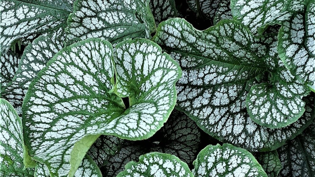 Heartleaf Alexander plant