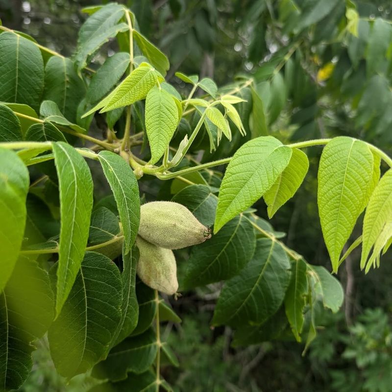 Butternut (Juglans Cinerea)