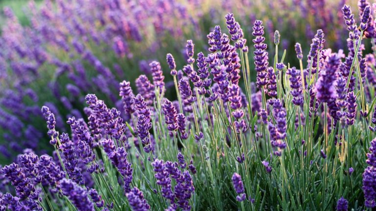 lavender plant