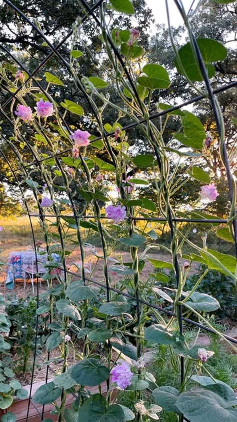 Trellis with Climbing Vines