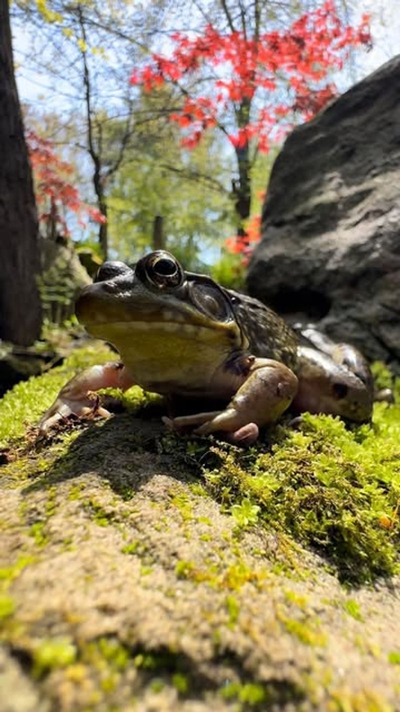 Froggy Pond Paradise