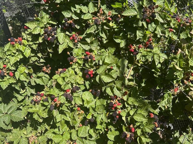 Pruning Overgrown Bushes