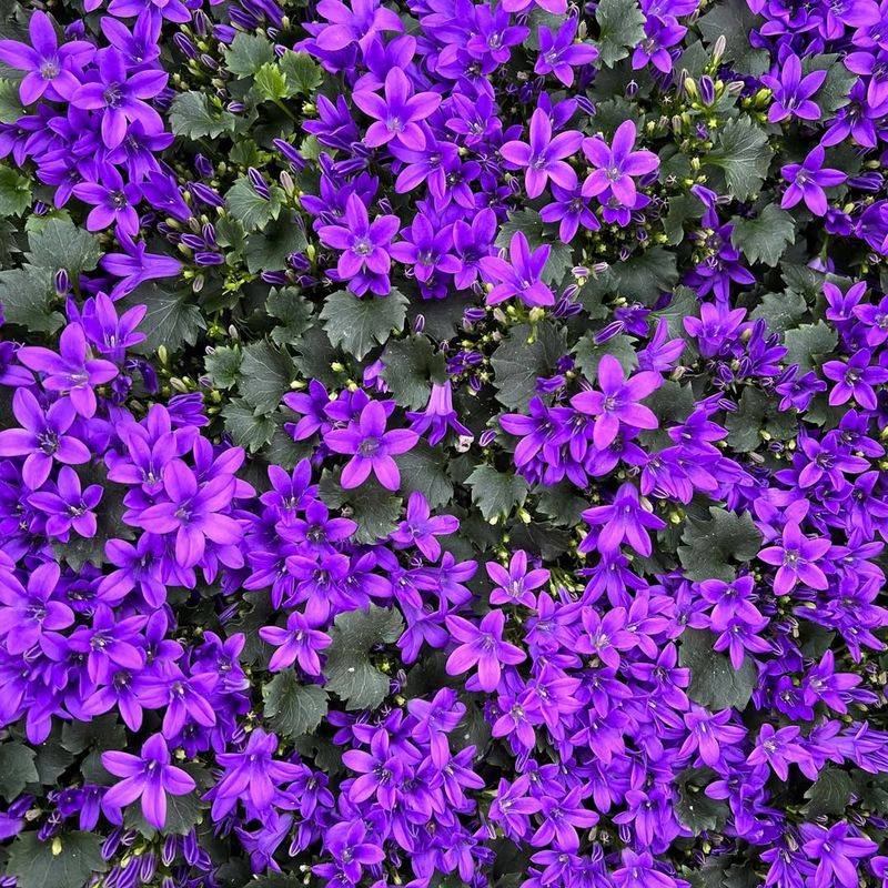 Campanula (Bellflower)