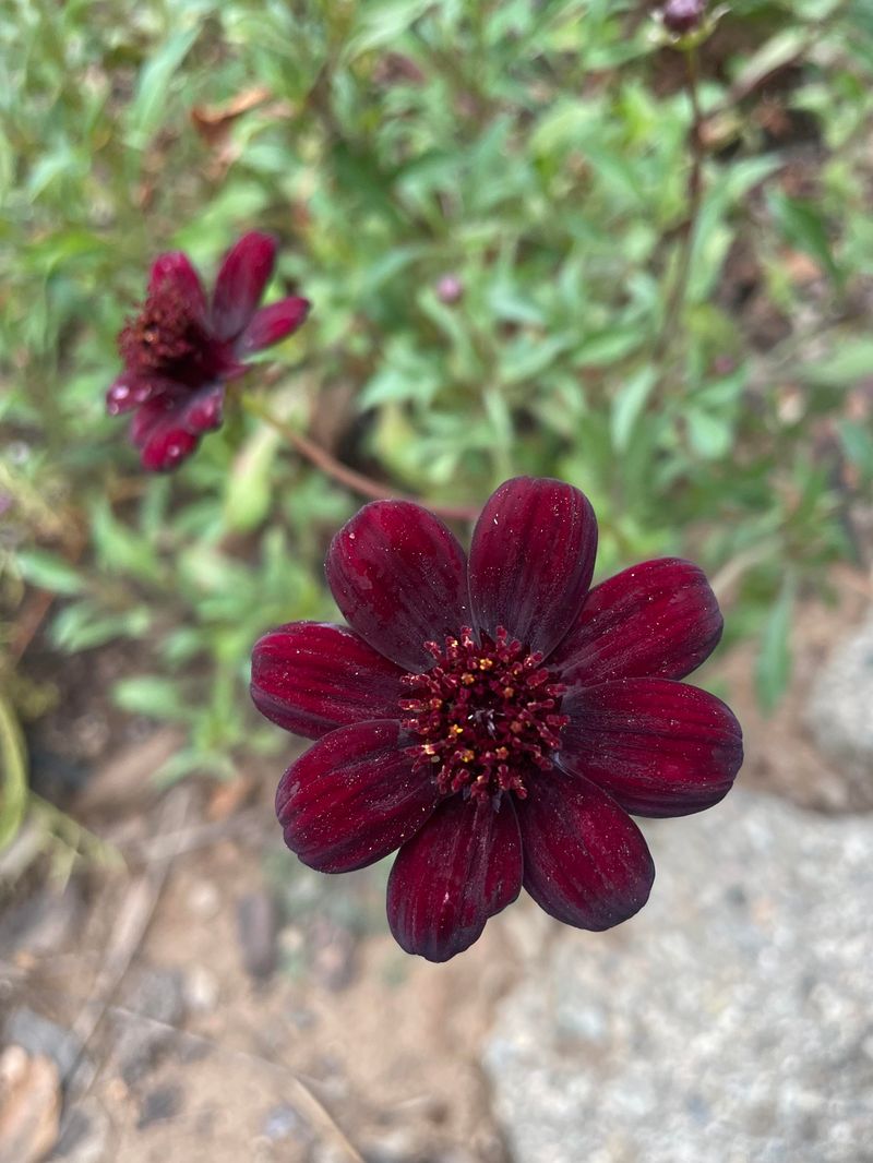 Chocolate Cosmos (Cosmos atrosanguineus)