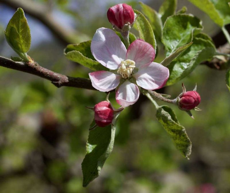 Apples and Roses