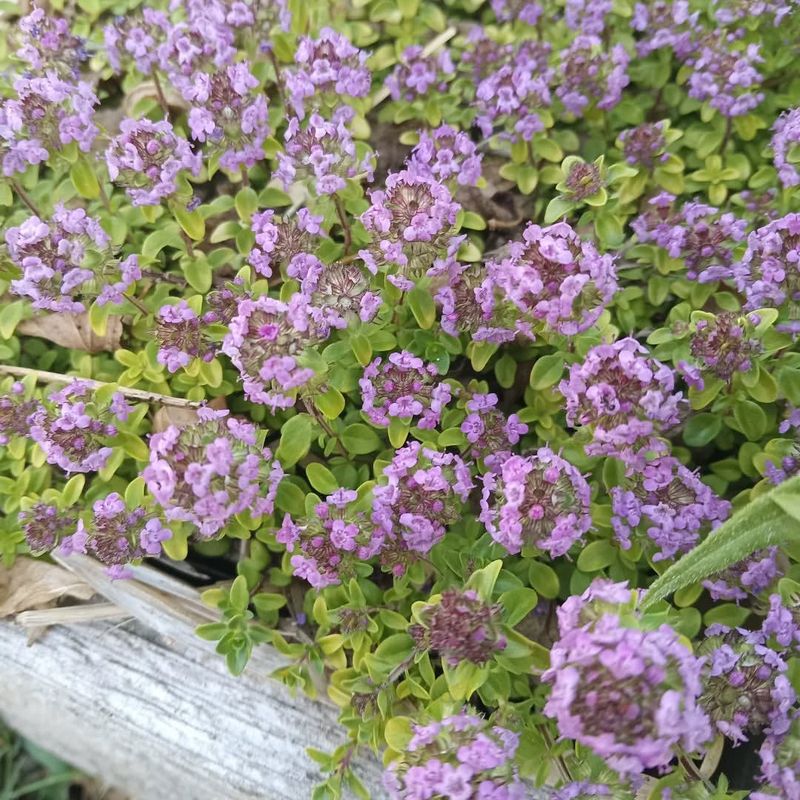 Creeping Thyme