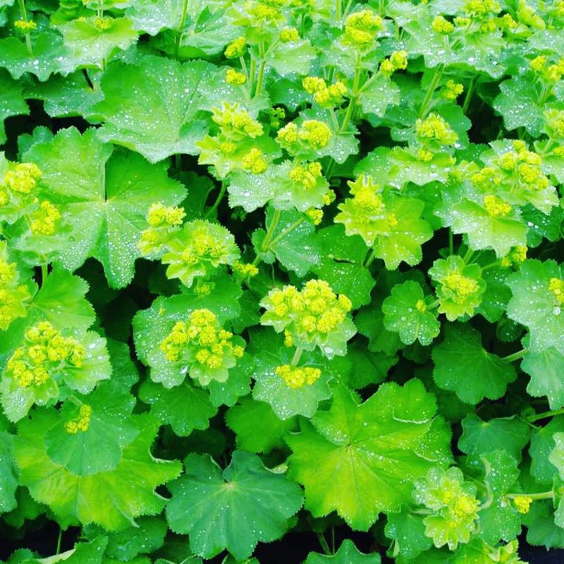 Lady's Mantle